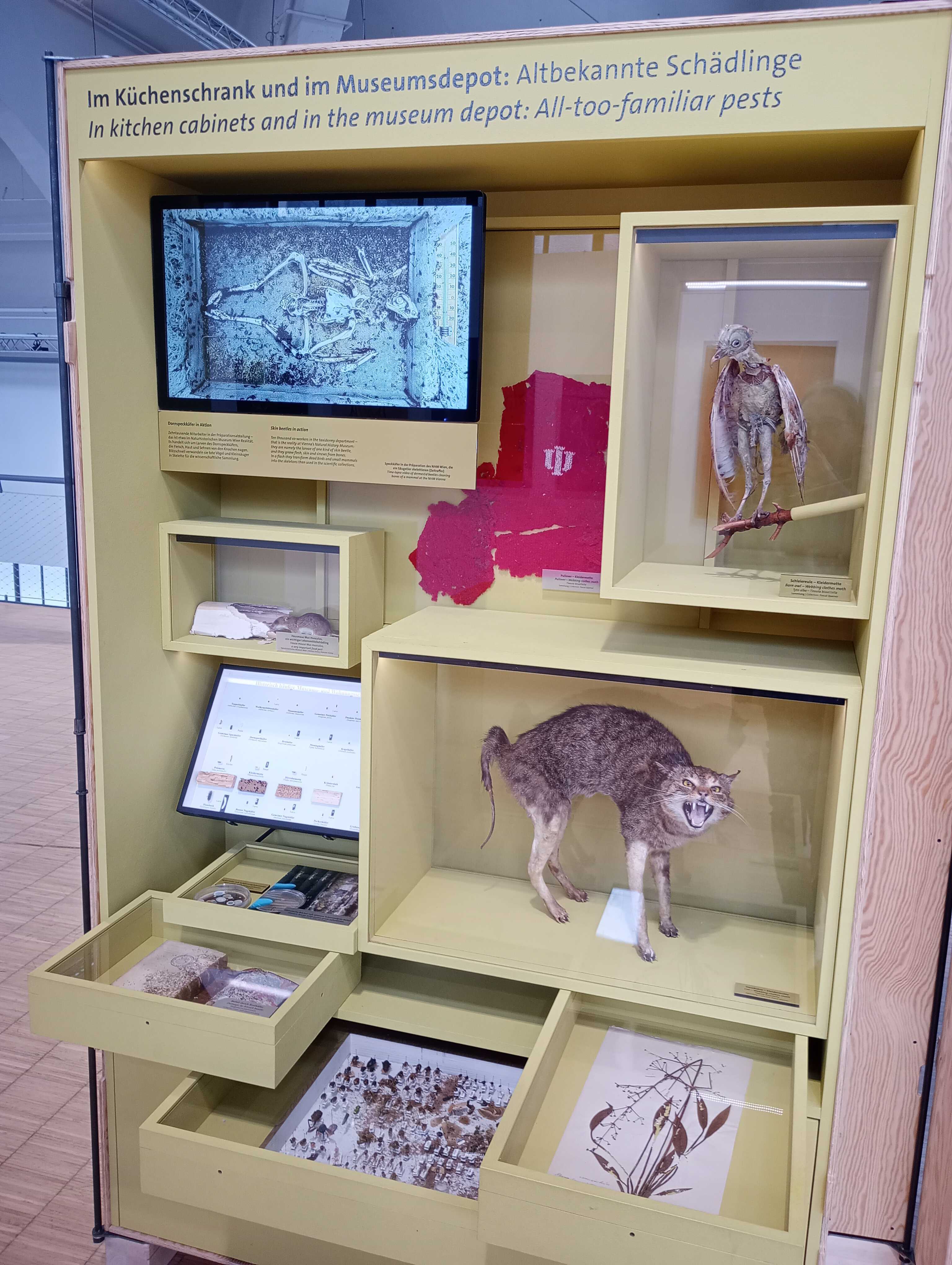 Ein blassgelber, hölzerner Ausstellungsschrank: Oben die Überschrift 